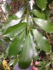 Melicytus macrophyllus