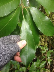 Melicytus macrophyllus