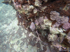 Calcinus elegans