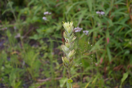 Image of Castilleja unalaschcensis by no rights reserved