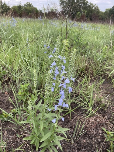 Salvia azurea