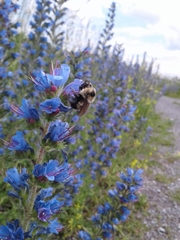 Bombus rufocinctus