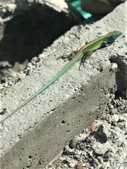 Cnemidophorus lemniscatus