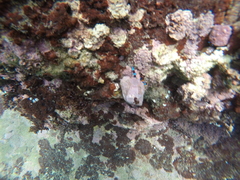 Calcinus elegans