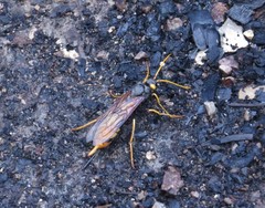 Urocerus gigas
