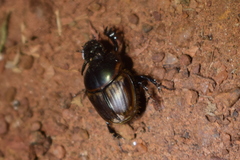 Digitonthophagus