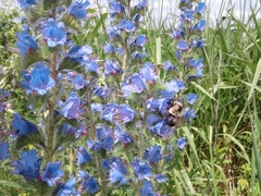 Bombus rufocinctus