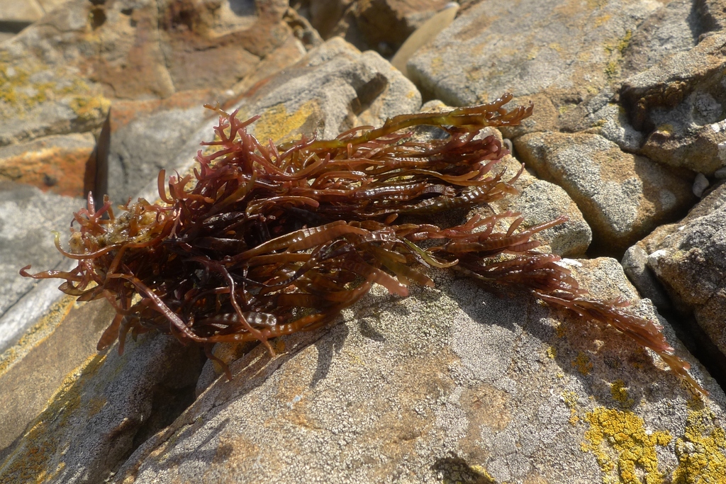 Champia novae-zelandiae