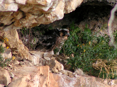 Falco peregrinus peregrinus