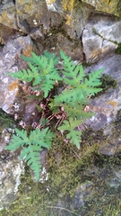 Aleuritopteris argentea