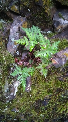 Aleuritopteris argentea