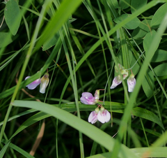 Lathyrus palustris