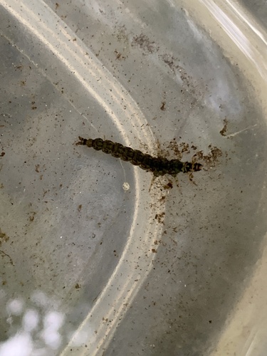 Rhyacophila unimaculata