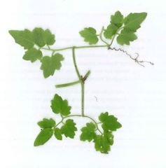 Eccremocarpus scaber