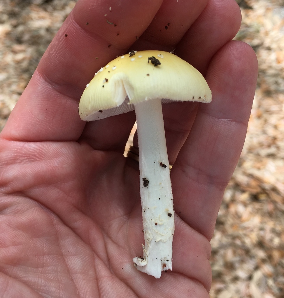 The Bookbinder Amanita