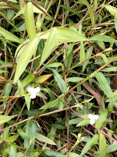 Image of Murdannia keisak by (c) runcator, some rights reserved (CC BY)