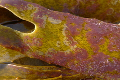 Melobesia membranacea