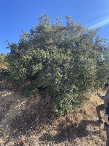 Quercus berberidifolia x cornelius-mulleri