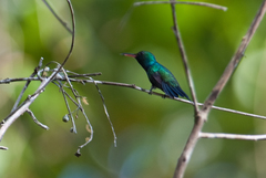 Chrysuronia coeruleogularis