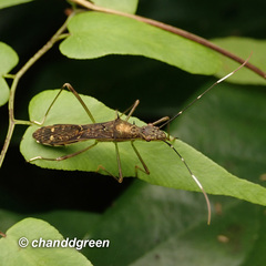 Marcius longirostris