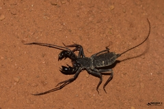 Thelyphonus sepiaris