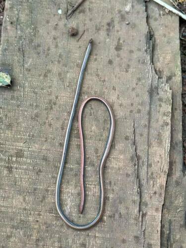 Nguyenvansang’s Snake