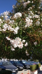 Nerium oleander