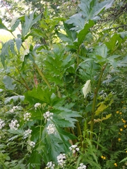 Heracleum persicum