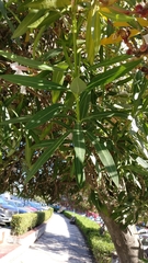 Nerium oleander