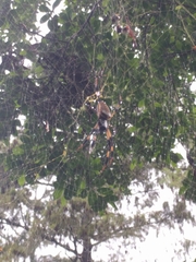 Trichonephila clavipes