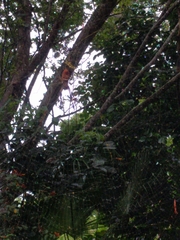 Trichonephila clavipes