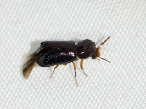 Xylothrips religiosus observed 2024-09-22