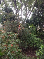 Trichonephila clavipes