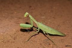 Hierodula tenuidentata