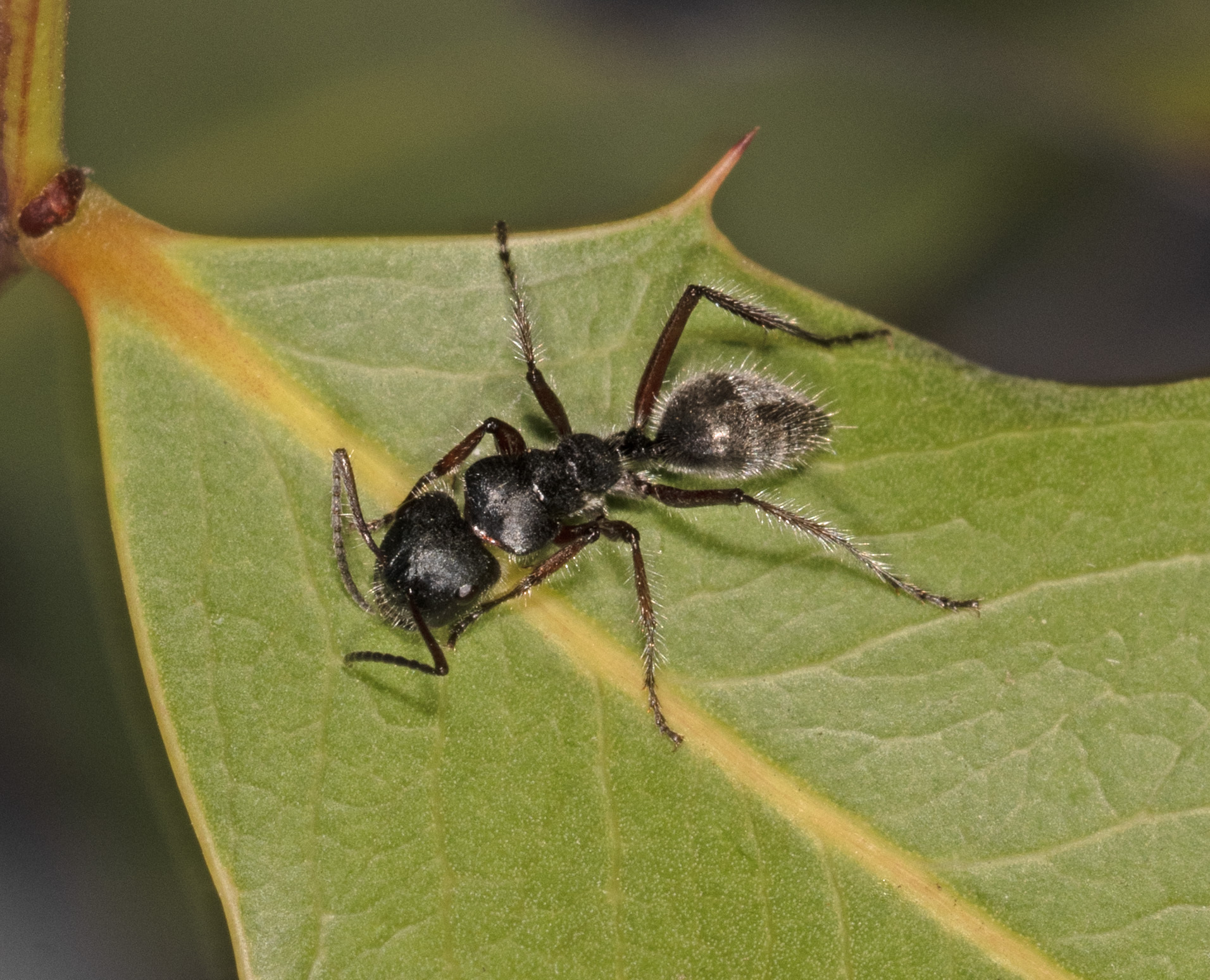 Calomyrmex similis