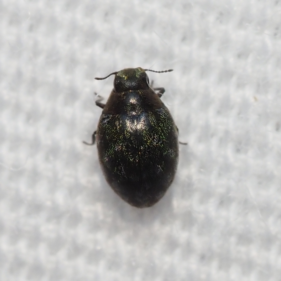 Eulimnichus ater