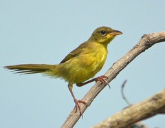 Geothlypis poliocephala