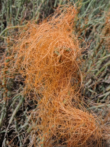 Large Saltmarsh Dodder foliage
