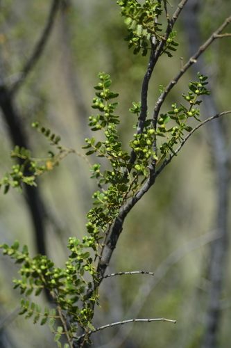 Image of Larrea nitida by (c) veonatura, some rights reserved (CC BY)