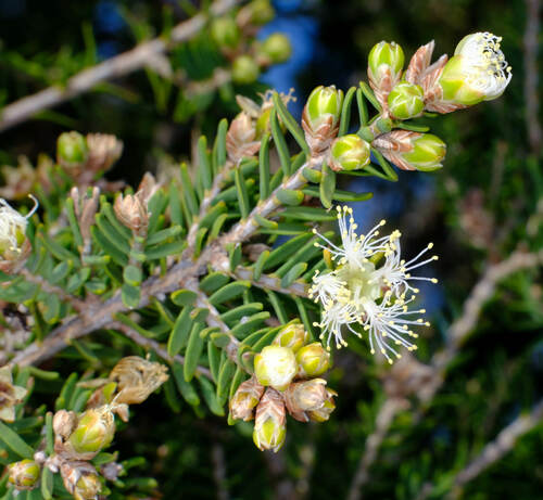 Image of Melaleuca cuticularis by (c) Peter Crowcroft, some rights reserved (CC BY)