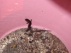 Sphenomorphus cranei