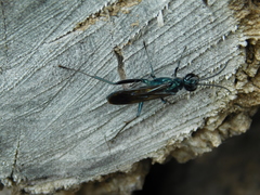 Chalybion zimmermanni