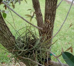Tillandsia recurvata image