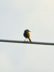 Geothlypis poliocephala