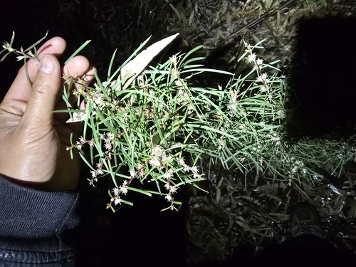 Image of Hakea ulicina by (c) Josh, some rights reserved (CC BY)
