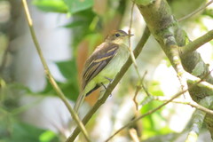 Euler's Flycatcher photo 4