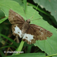 Tagiades menaka