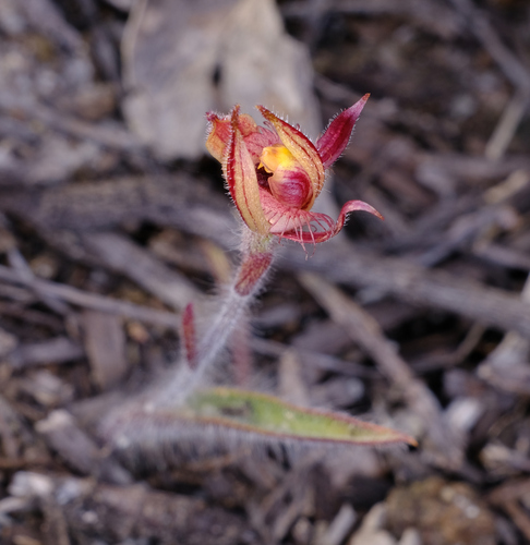 Image of Caladenia discoidea by (c) Peter Crowcroft, some rights reserved (CC BY)