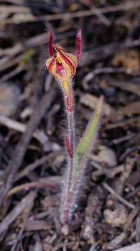 Image of Caladenia discoidea by (c) Peter Crowcroft, some rights reserved (CC BY)