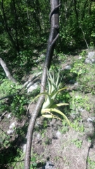 Tillandsia achyrostachys